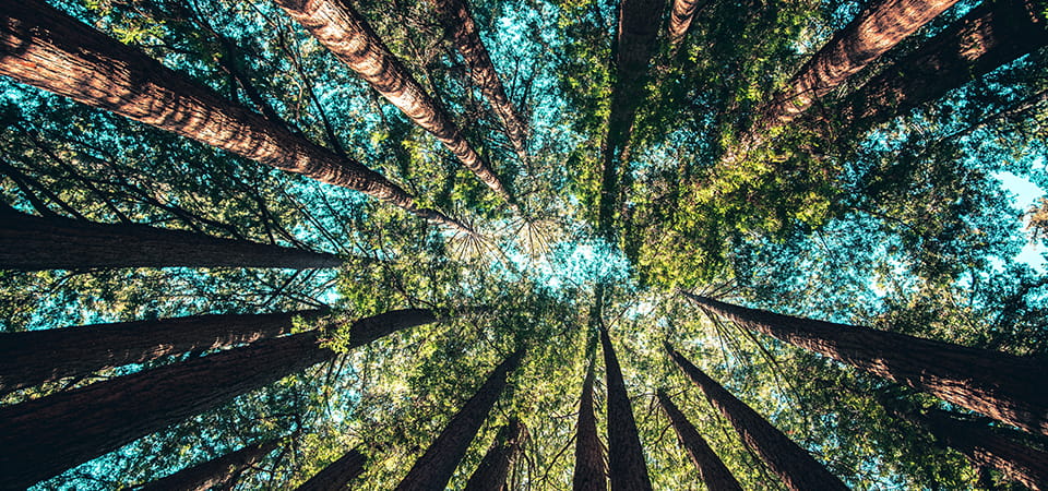 Trees From Below